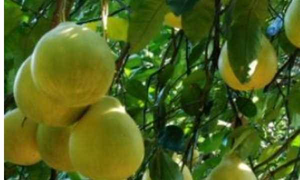 香泡可以吃,香泡樹果實能吃嗎圖4