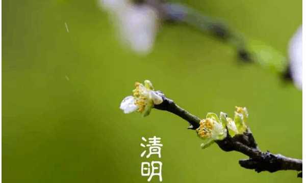 清明前面是什么節(jié)氣,清明節(jié)的前一個節(jié)日是什么節(jié)日圖5