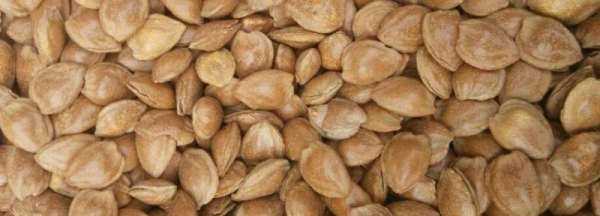 杏子的核可以敲開吃,杏子的核可以敲開吃嗎圖2