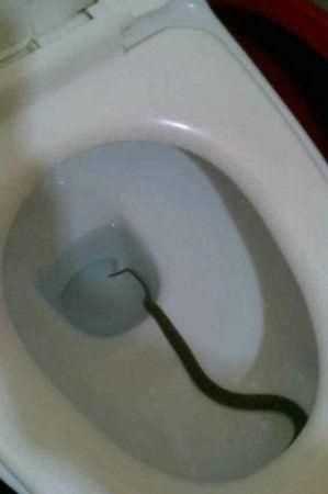 蜈蚣沖下馬桶會(huì)淹死 中藥蜈蚣的作用都有哪些