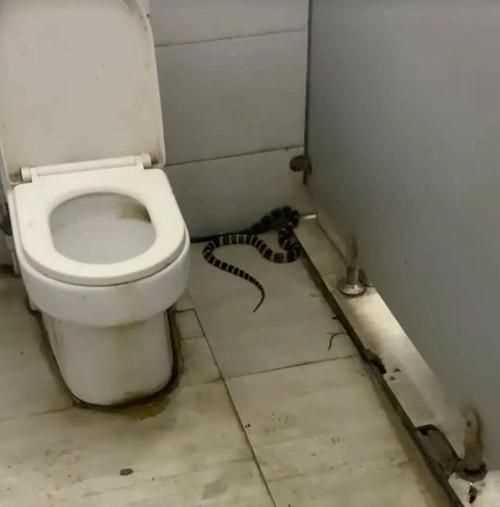 活的蜈蚣扔進(jìn)馬桶沖掉 它還會(huì)活著嗎
