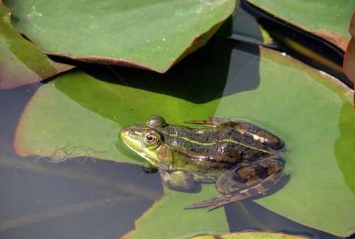雄蛙求偶屬于物理信息還是行為信息