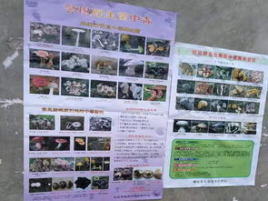 食用野生菌安全知識(shí)宣傳活動(dòng)