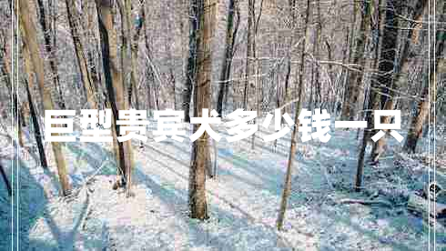 巨型貴賓犬多少錢一只