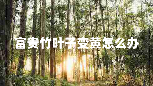 富貴竹葉子變黃怎么辦 富貴竹葉子變黃怎么辦