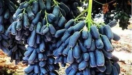 為什么藍(lán)色的水果很少 為什么藍(lán)色的水果很少