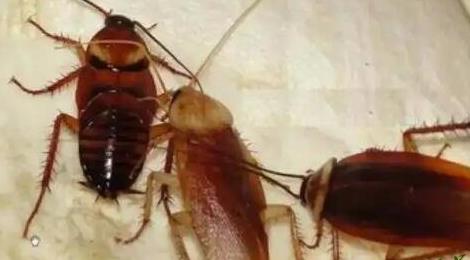 蟑螂會(huì)靠近熟睡的人嗎 蟑螂會(huì)靠近熟睡的人嗎