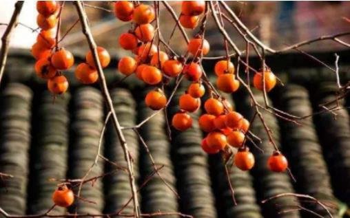 女人吃柿子有什么好處和壞處 女人吃柿子有什么好處和壞處