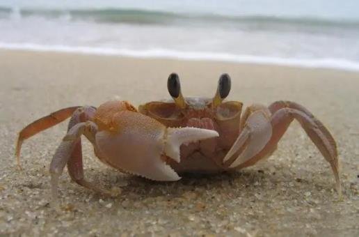 螃蟹女是什么意思 螃蟹女是什么意思