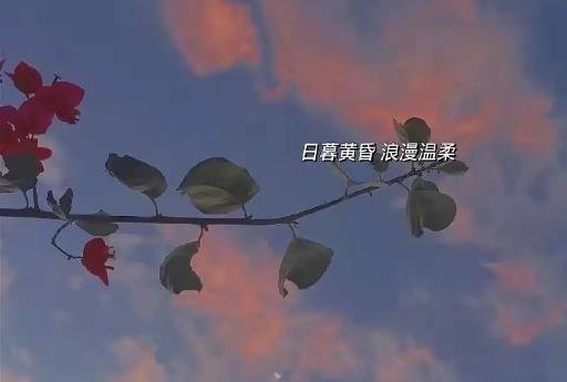 特別含蓄又有深意的情話 特別含蓄又有深意的情話