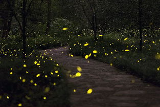 螢火蟲(chóng),典故