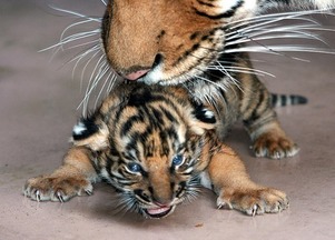 虎毒不食子的典故