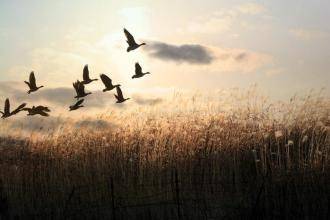 初中語文知識(shí)點(diǎn)總結(jié),初中語文答題技巧總結(jié),初中語文用典故的詩(shī)句