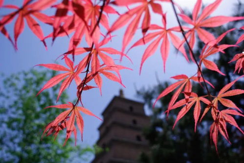 典故,紅葉,簡短