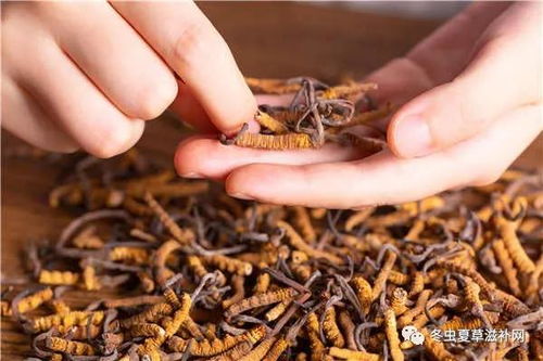 冬蟲夏草的典故