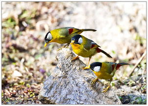 一石三鳥(niǎo)典故