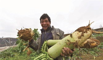 南京大蘿卜的典故