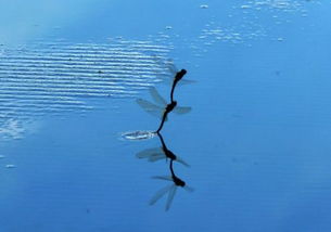 蜻蜓點(diǎn)水的典故