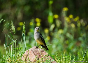 一石三鳥(niǎo)造句,一石三鳥(niǎo),一石三鳥(niǎo)電影