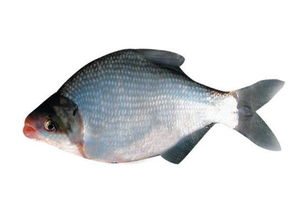 武昌魚(yú),典故