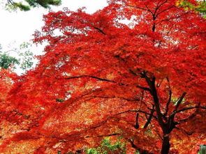 有關紅葉的典故,紅葉意象的典故,紅葉賦詩的典故