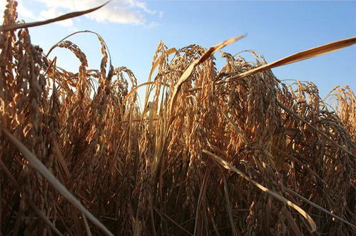 劃粥割齏的典故