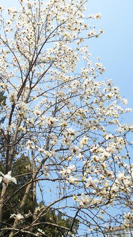 二月蘭花語(yǔ),二月蘭的藥用價(jià)值,二月蘭季羨林