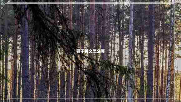 猴子英文怎么寫(xiě)