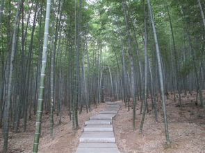 廣寧竹海大觀策劃方案