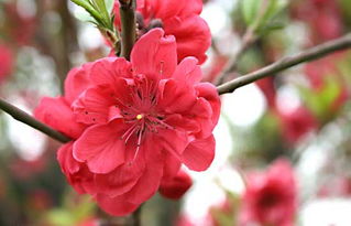 賞花節(jié)策劃方案