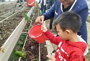 采摘節(jié)策劃方案幼兒園