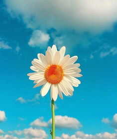 有夢想的正能量句子簡短