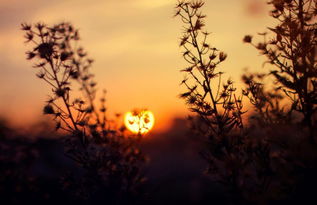 句子,能量,話語,愛情