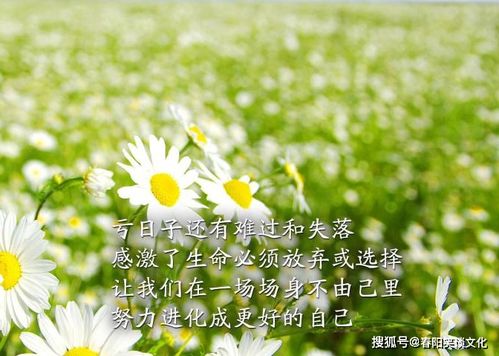 二十句正能量句子句句陽光勵志