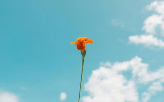 鼓勵(lì)男人的正能量句子,鼓勵(lì)奮斗的正能量句子,鼓勵(lì)小孩的正能量句子