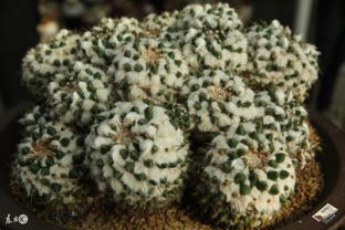 銷售激勵(lì)團(tuán)隊(duì)正能量的句子