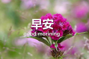 句子,能量,愛情,抖音里