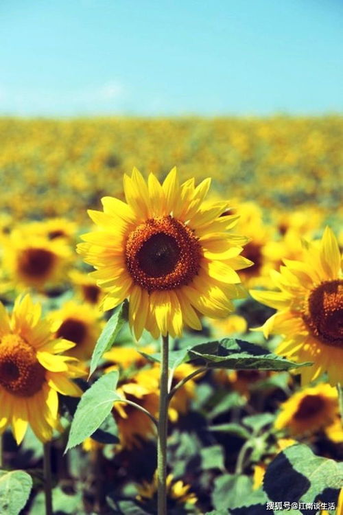 句子,內涵,能量,深刻