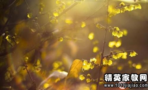 秋雨,句子,能量,形容