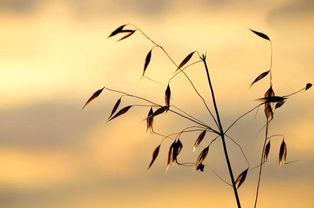 句子,能量,男孩,成長