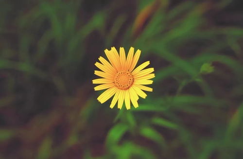 關(guān)于樹葉正能量的句子百度