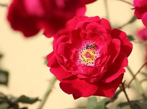 形容努力讓自己變優(yōu)秀的正能量的句子