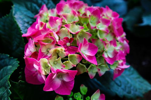 熱愛生活,句子,能量,鮮花