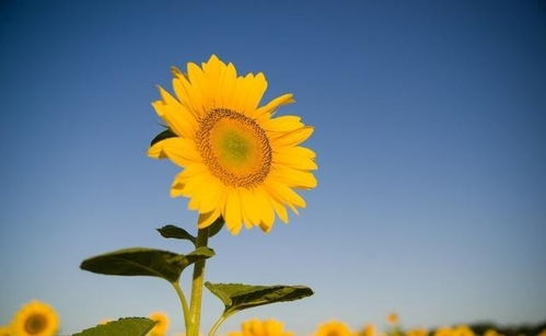 形容太陽的正能量句子,迎著太陽的正能量句子,面向太陽的正能量句子