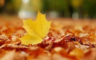 落葉正能量句子