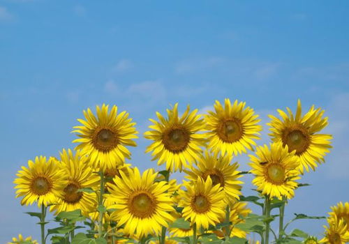 精致東西正能量的句子