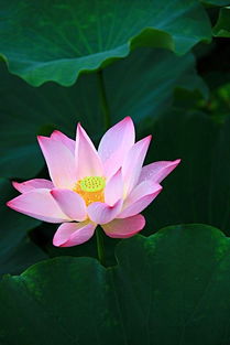 句子,很幸運,能量,感覺