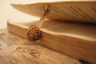 摘抄,句子,能量,優(yōu)美