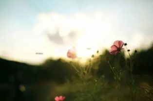 激勵(lì)獨(dú)立女性的正能量的句子,激勵(lì)語(yǔ)言正能量的短句子,激勵(lì)生活正能量的短句子