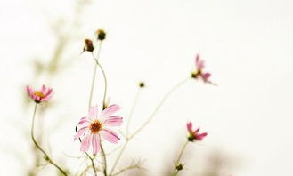 情感人生愛(ài)情正能量句子